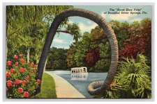 Postcard: FL Horse Shoe Palm, Silver Springs, Florida - Unposted