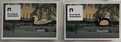 Smew/King Eider - Enamel Pin Badge