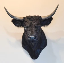 Black horned bovine cow head shoulder mount