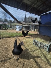 6 SID Pure Hatching Eggs