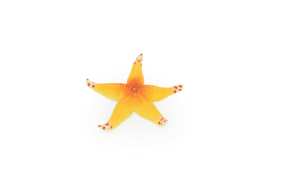 Starfish, Orange, Realistic Plastic Star Fish Model, 1