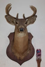 Vtg Rustic Whitetail Deer Head Shoulder Mount Taxidermy Cape Shed Antler Mule