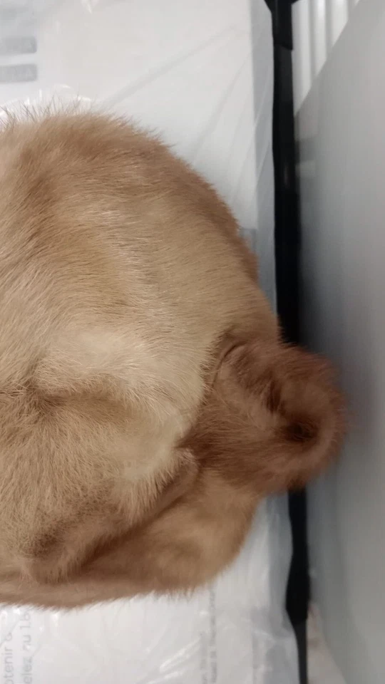 Vintage Beautiful Ladies Hat Mitzi Lorenz from Natural Fur Exclusive Model w.1. - Image 2 of 4