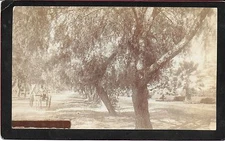 C T Collier Cabinet Photograh of Magnolia Ave in Riverside California c1890s