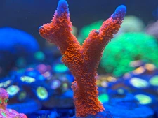 Live Coral Montipora Bubblegum Digitata 1"