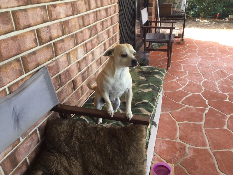 Chihuahua Female Dogs Puppies Gumtree Australia Logan Area Greenbank 1255074116