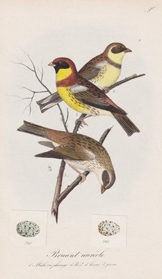 Bruant aureole birds Vogel oiseaux Vögel Ornithologie Lithographie Dubois 1868