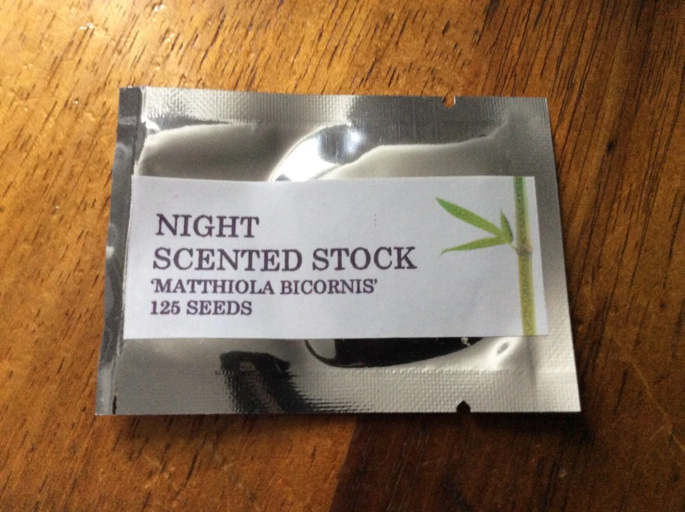 NIGHT SCENTED STOCK FLOWERS 125 SEEDS MATTHIOLA BICORNIS FRAGRANT - Image 2 of 4