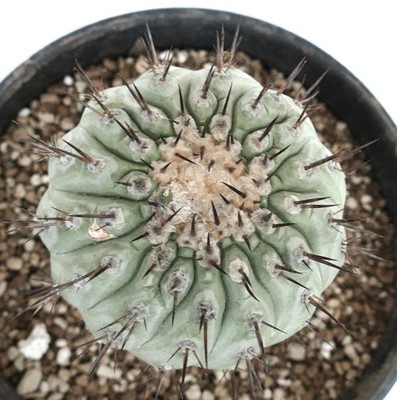 Copiapoa cinerea GRAFTED 12CM - Copiapoa | Copiapoa cactus
