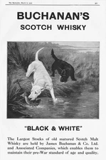 BUCHANAN'S SCOTCH WHISKY Black & White; Hunting Dogs - Antique Advert 1922