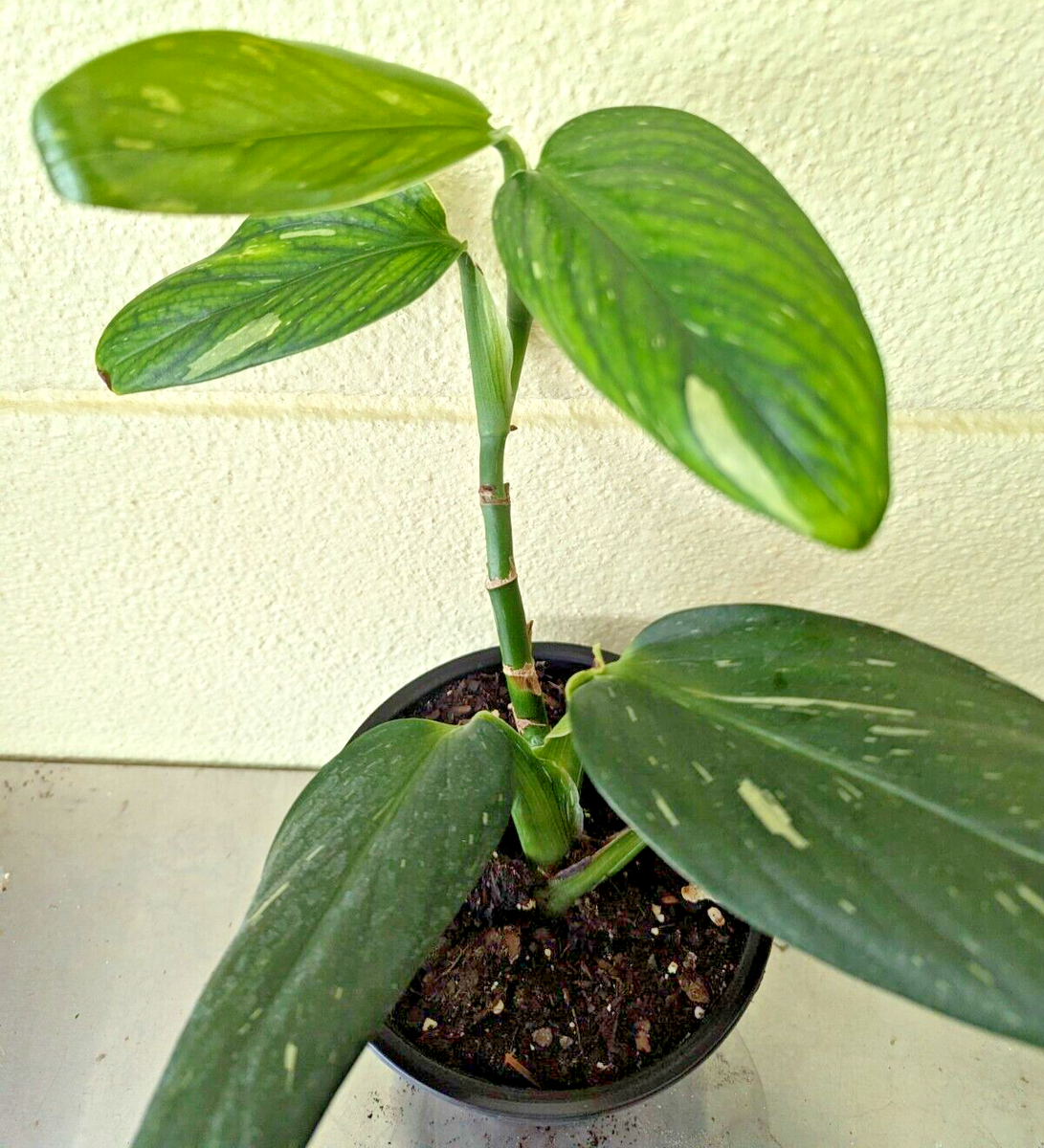 Monstera Cobra (Monstera Standleyana Albo Variegata) - Philodendron Cobra |  eBay
