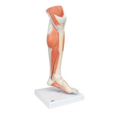 3B Scientific Life-Size Lower Muscle Leg Model w/Detachable Knee, 3 part M22 