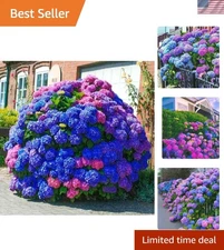 GMO-Free 35pcs Hydrangea Seeds - Colorful Perennials for Landscape Elegance