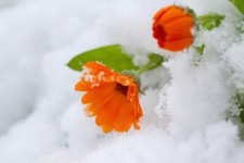 Schneekrokusse orange Krokusse Krokus Blumenzwiebeln winterhart Lieferbar 