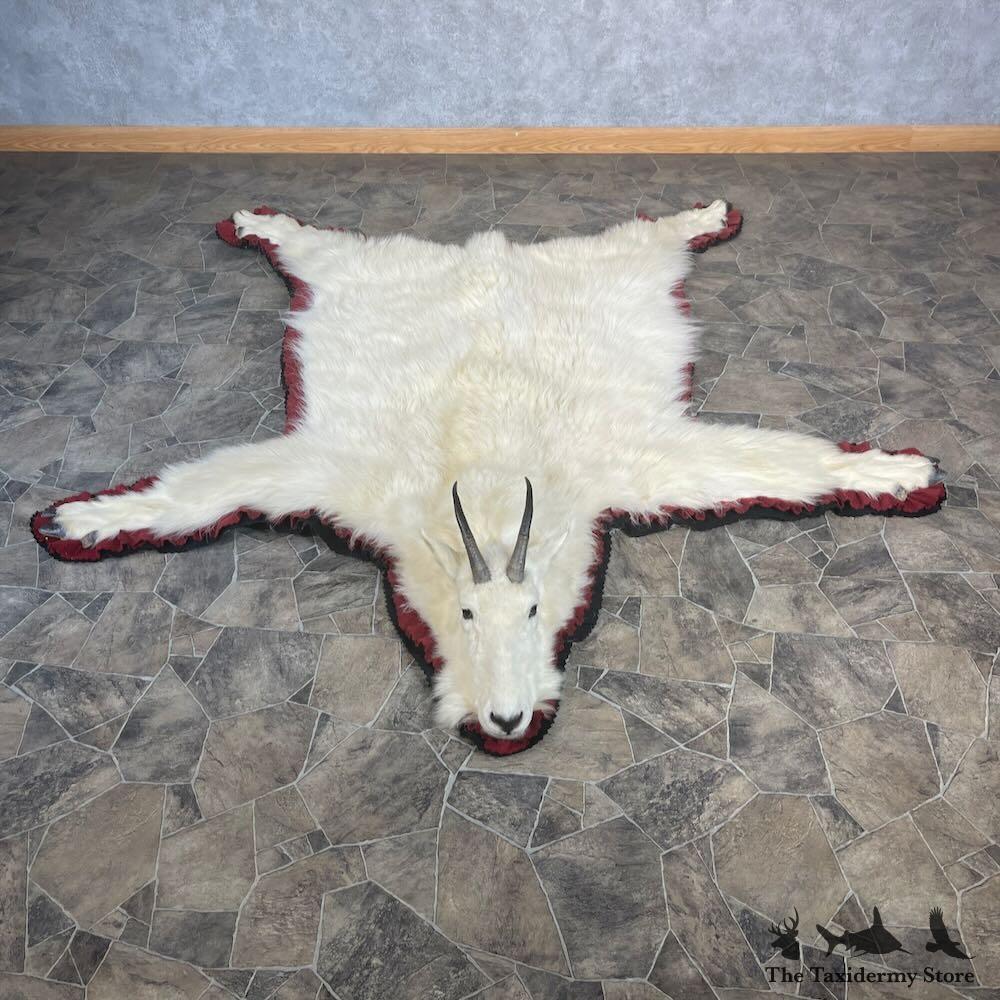 muzhikDD GOAT ヘッド Feral Goat Head 9071 - UK Bird Small Mammal 