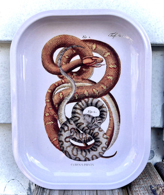 *NEW* Curious Prints snake vintage scientific illustration trinket jewelry tray