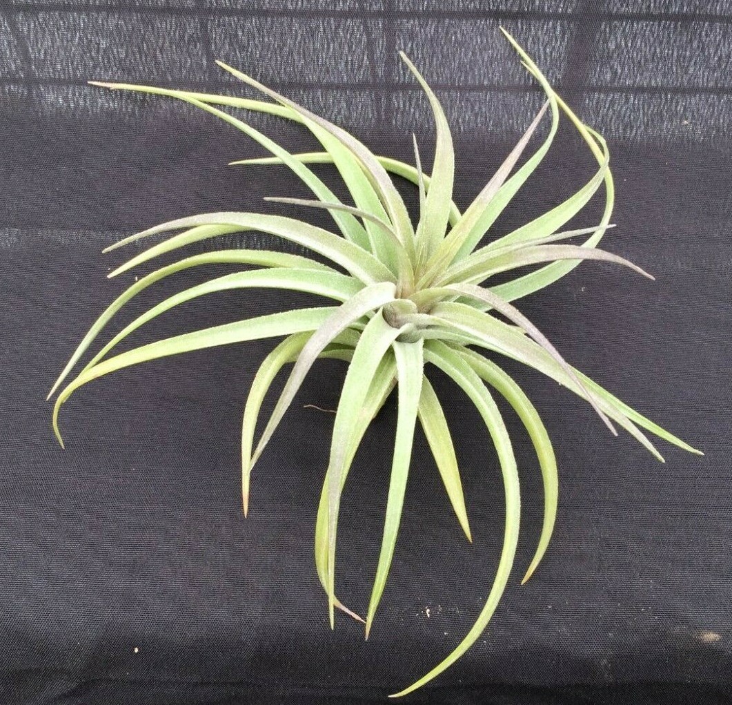 Tillandsia aeranthos Cold Hardy Type of Bromeliad or Air Plant | eBay