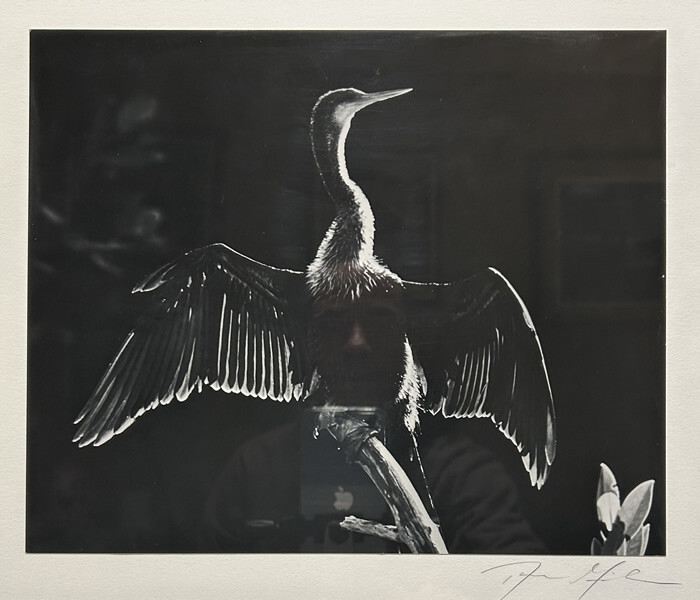 Dan Gibson - Fine Art Photography - Ahninga Ding Wildlife Sanctuary (Florida)