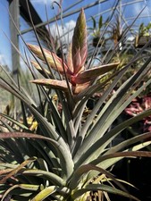 Tillandsia Owls Nest “Correale” BLOOMING SPECIMEN !!