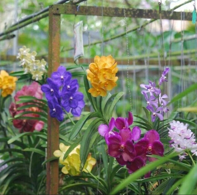12 x Hanging Wire Orchid Vanda Hanger Planter Flowers Baskets Plant