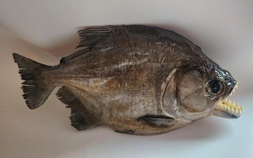 Taxidermy großer Schwarzbauch RAUBTIER Piranha Peru Amazonas Pygocentrus nattereri - Bild 8 von 9
