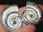 Fantastic flawless large silvertone metal sea shell  Earrings Lot# 431