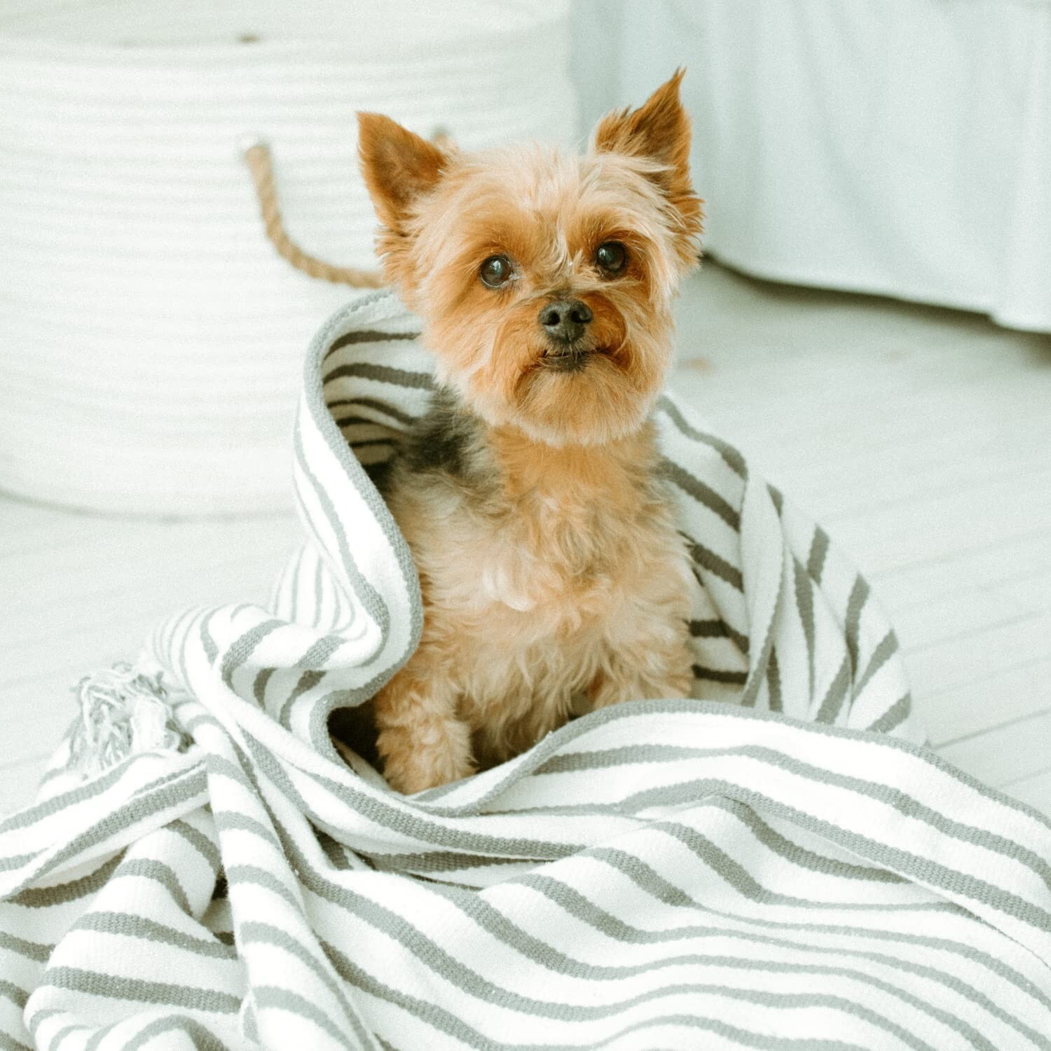 Earthbath HypoAllergenic Dog Shampoo 16 oz Fragrance Free Natural