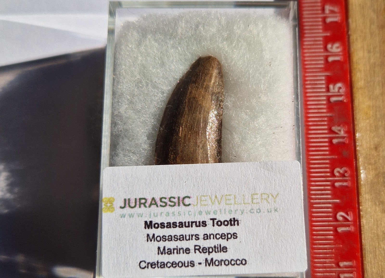 FOSSIL MOSASAURUS TOOTH -EXTINCT CROCODILE  2.5cm   - Morocco - Cretaceous