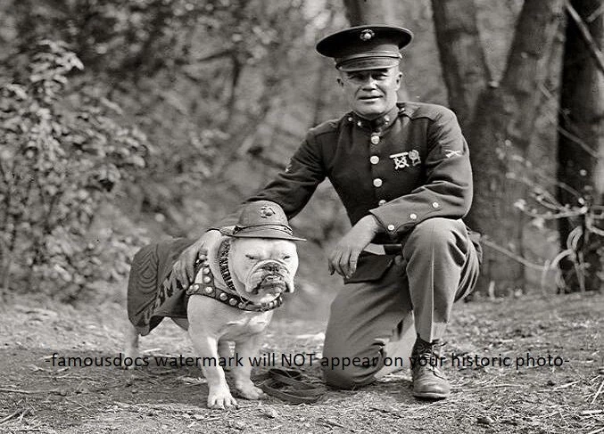 Marine corps dog sales
