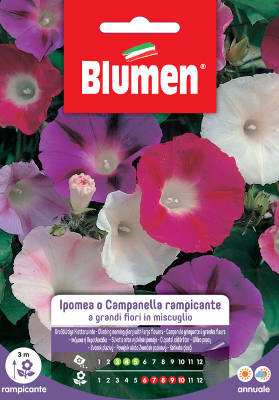 Blumen. Semi di Ipomea o Campanella rampicante
