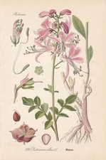 Dictamnus albus - Diptam Ashwurz THOME lithograph 1886 burning bush