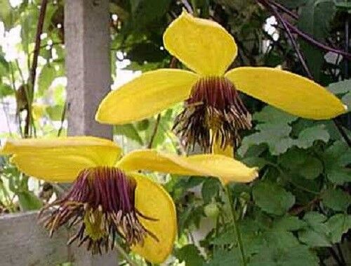 30+ Clematis Yellow Hybrida Aztek Flower Seeds / Perennial - Picture 1 of 1