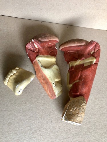 Modelo anatómico de 1930 lengua y garganta, yeso pintado a mano, como se encontró - Imagen 9 de 10
