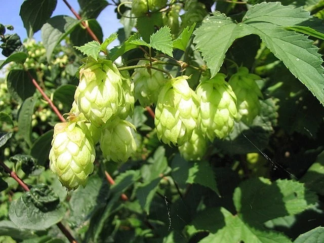 100 Semillas De Lúpulo Silvestre - Para Cultivo, Permacultura Y Jardinería, Semillas Naturales No Tratadas