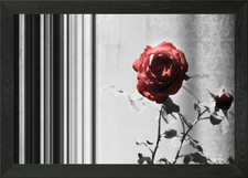 Pair of roses Framed Wall Art Poster Canvas Print Picture