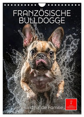 Französische Bulldogge - ein Hund für die Familie (Wandkalender 2026 DIN A4...
