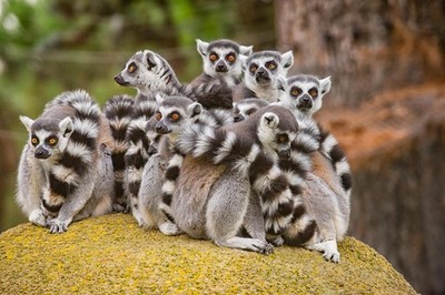 Group of Ring Tailed Lemurs on Rock Primate Poster Monkey Decor Monkey Paintings