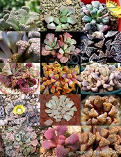 COLOR TITANOPSIS MIX @@ succulent cactus mixed living stones plant seed 20 SEEDS