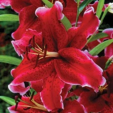 1 - RIO NEGRO ORIENTAL LILY Bulb - Deep Rich Velvety Perennial Flower Blooms