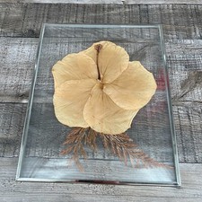 Hibiscus Flower Dried Art Framed