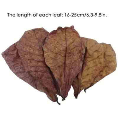 10 X Natural Aquatic Almond Leaves for pH Balance and Water Conditionings