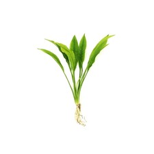 BUY 2 GET 1 FREE  Amazon Sword Echinodorus Bleheri Live Aquarium Plants Rooted