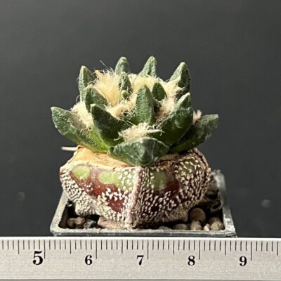 19-253. Cactus... scapharostrus (Grafted)