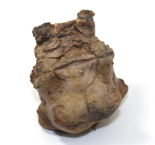 Crinoide,Seelilie, Jimbacrinus bostocki, Perm, Gascoyne River, Australien-eb7365 - Picture 1 of 8