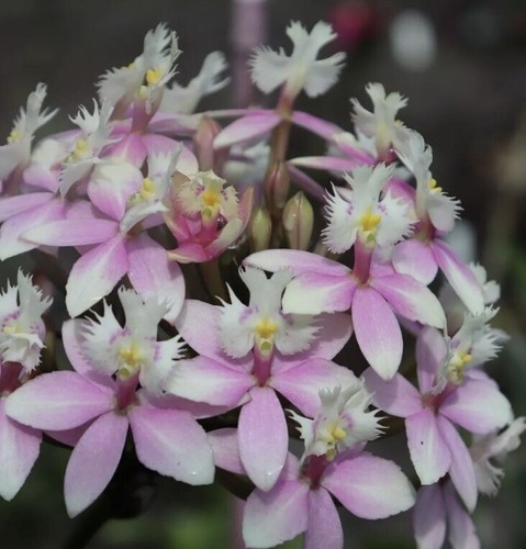 Crucifix Orchid : Healthy Stem With Roots : Mixed Colours : $32.99 Free Postage - Picture 8 of 10