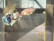 #2 up for sale Male and Female Koi DumboEars HMPK Betta