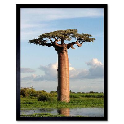 Foto Adansonia Affenbrotbaum 12 x 16 Zoll gerahmter Kunstdruck