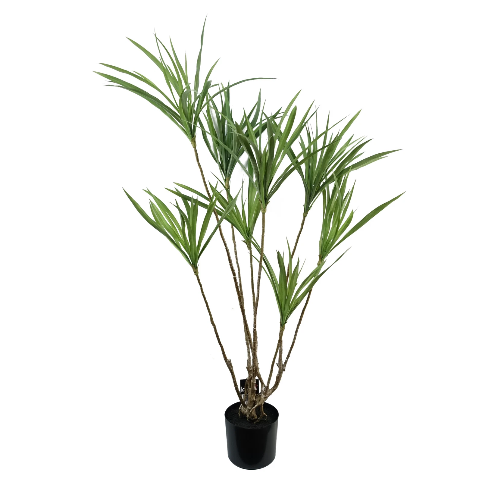 125cm Dragon Tree - 40440