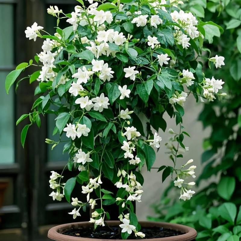Climbing Weeping Jasmine Seeds for Planting, 300+Pcs Fragrant