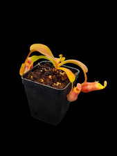 Nepenthes Villosa x Veitchii BE-4045